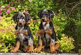 BEAUCERON - PUPPIES 260